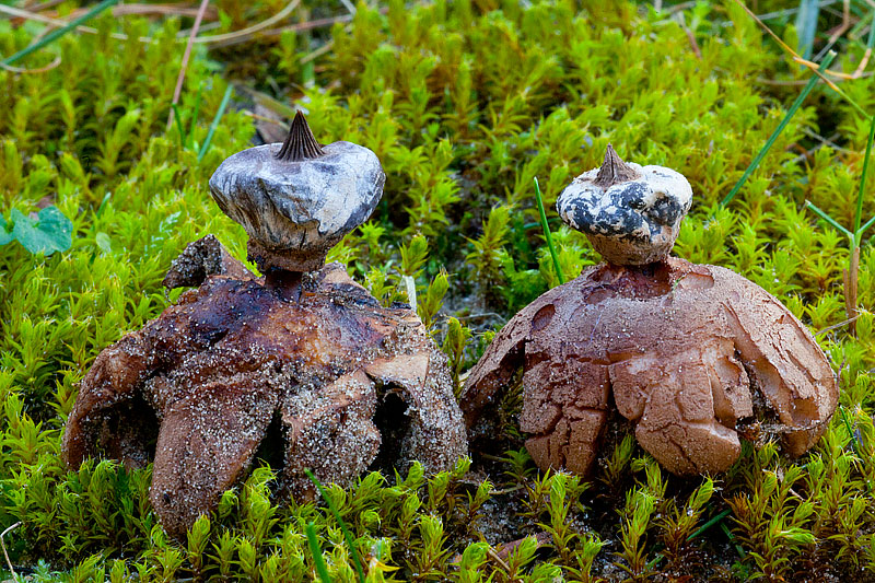 Geastrum striatum (door John Breugelmans)