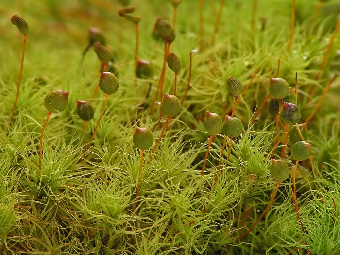 Bartramia pomiformis (door Bart Horvers)