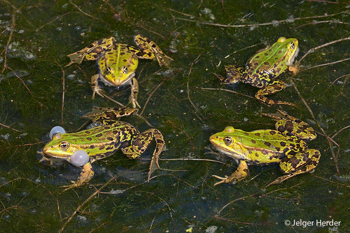 Pelophylax klepton esculentus (door Jelger Herder)