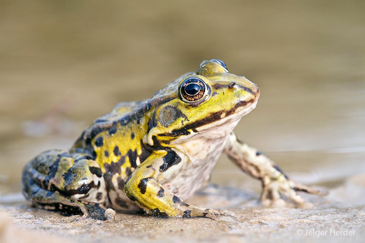 Pelophylax klepton esculentus (door Jelger Herder)