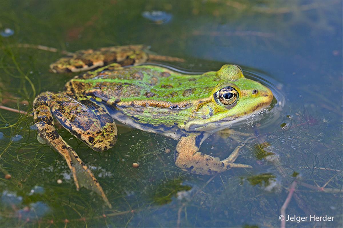 Pelophylax klepton esculentus (door Jelger Herder)