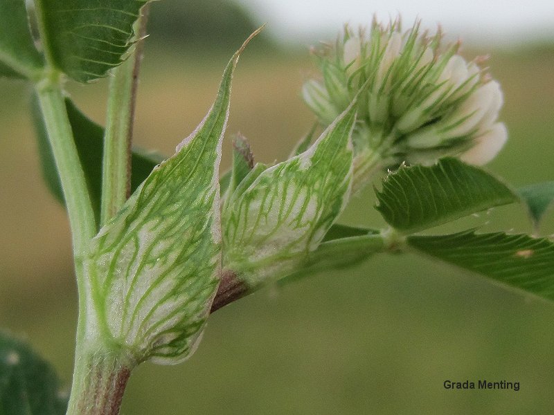 Trifolium hybridum subsp. hybridum (door Grada Menting)