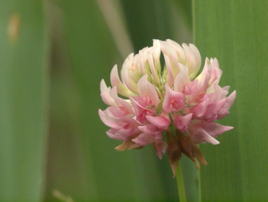 Trifolium hybridum subsp. hybridum (door Peter Hegi)