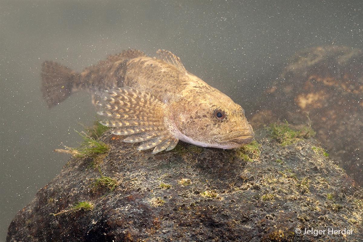 Cottus rhenanus (door Jelger Herder)