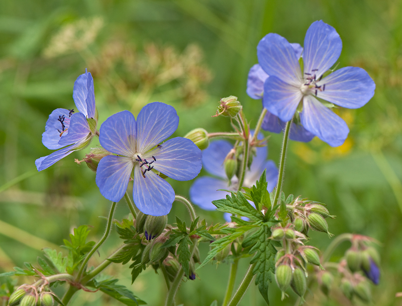 Geranium pratense (door Wijnand van Buuren)