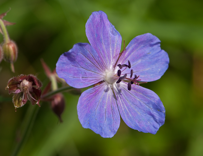 Geranium pratense (door Wijnand van Buuren)