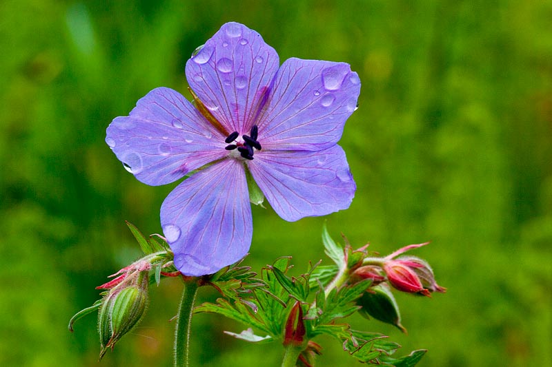 Geranium pratense (door John Breugelmans)