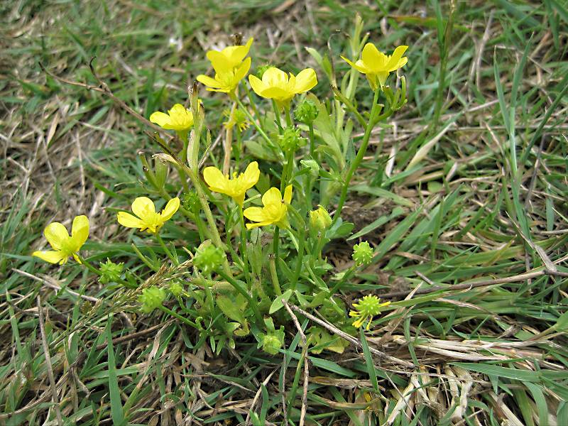 Ranunculus sardous (door Grada Menting)