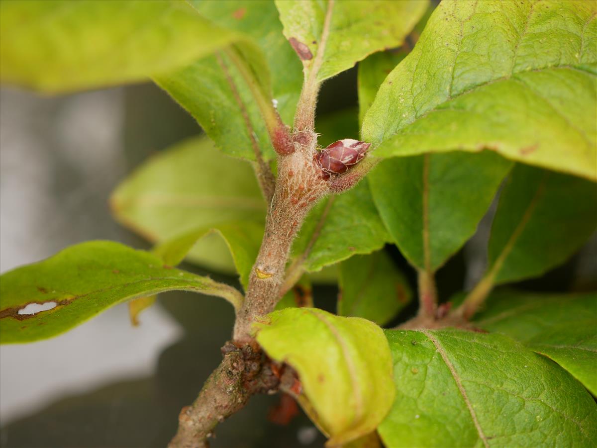 Mespilus germanica (door Wim van der Neut)