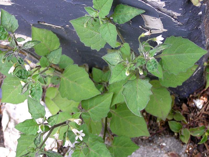 Solanum nigrum subsp. schultesii (door Grada Menting)