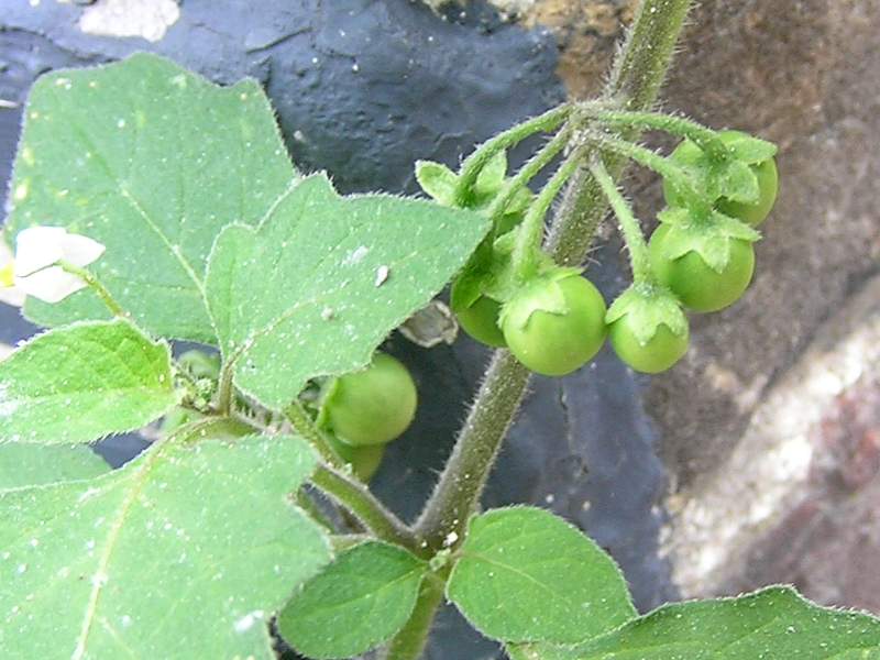 Solanum nigrum subsp. schultesii (door Grada Menting)