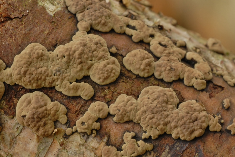 Annulohypoxylon multiforme (door Laurens van der Linde)