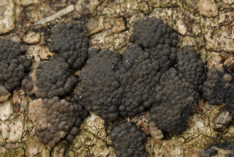 Annulohypoxylon multiforme (door Laurens van der Linde)