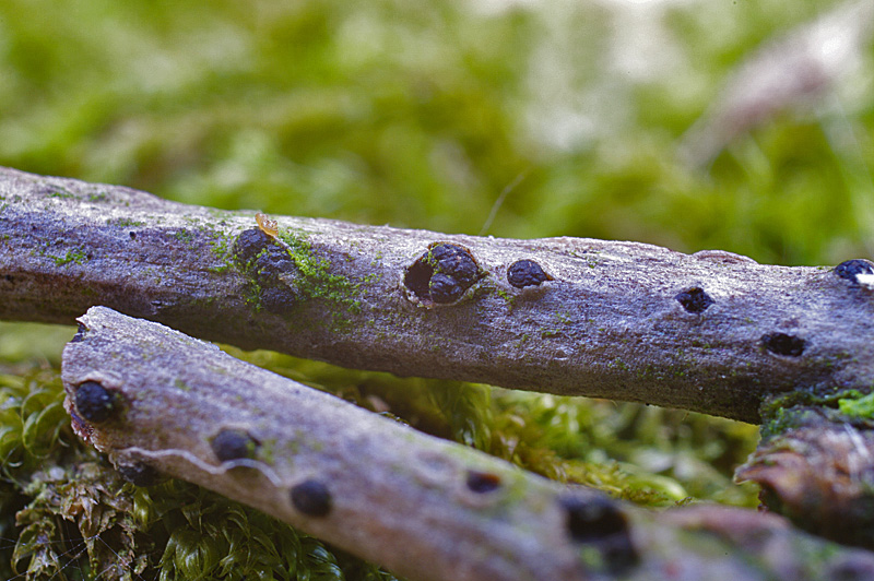 Cucurbitaria berberidis (door Hans Adema)