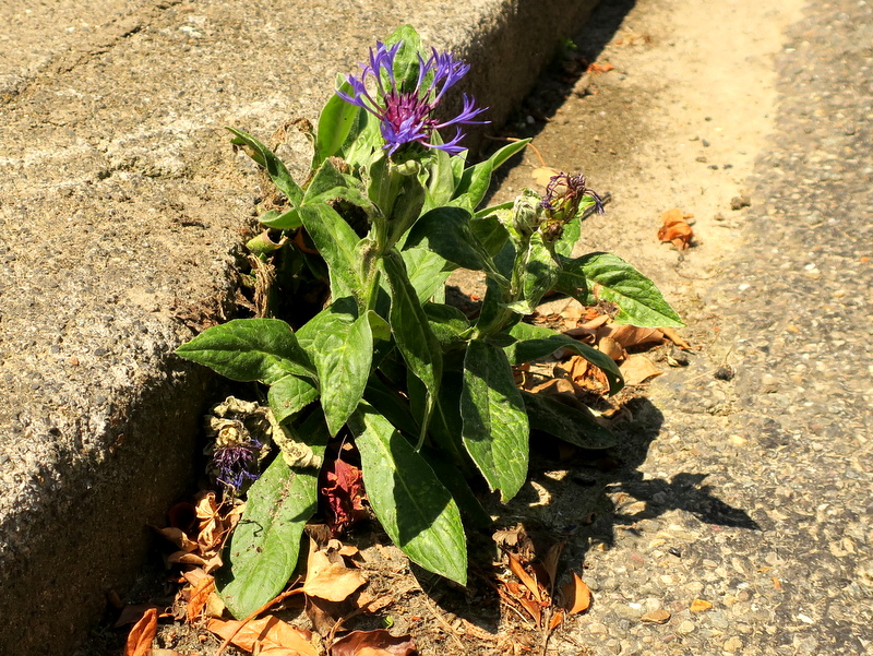 Centaurea montana (door Grada Menting)