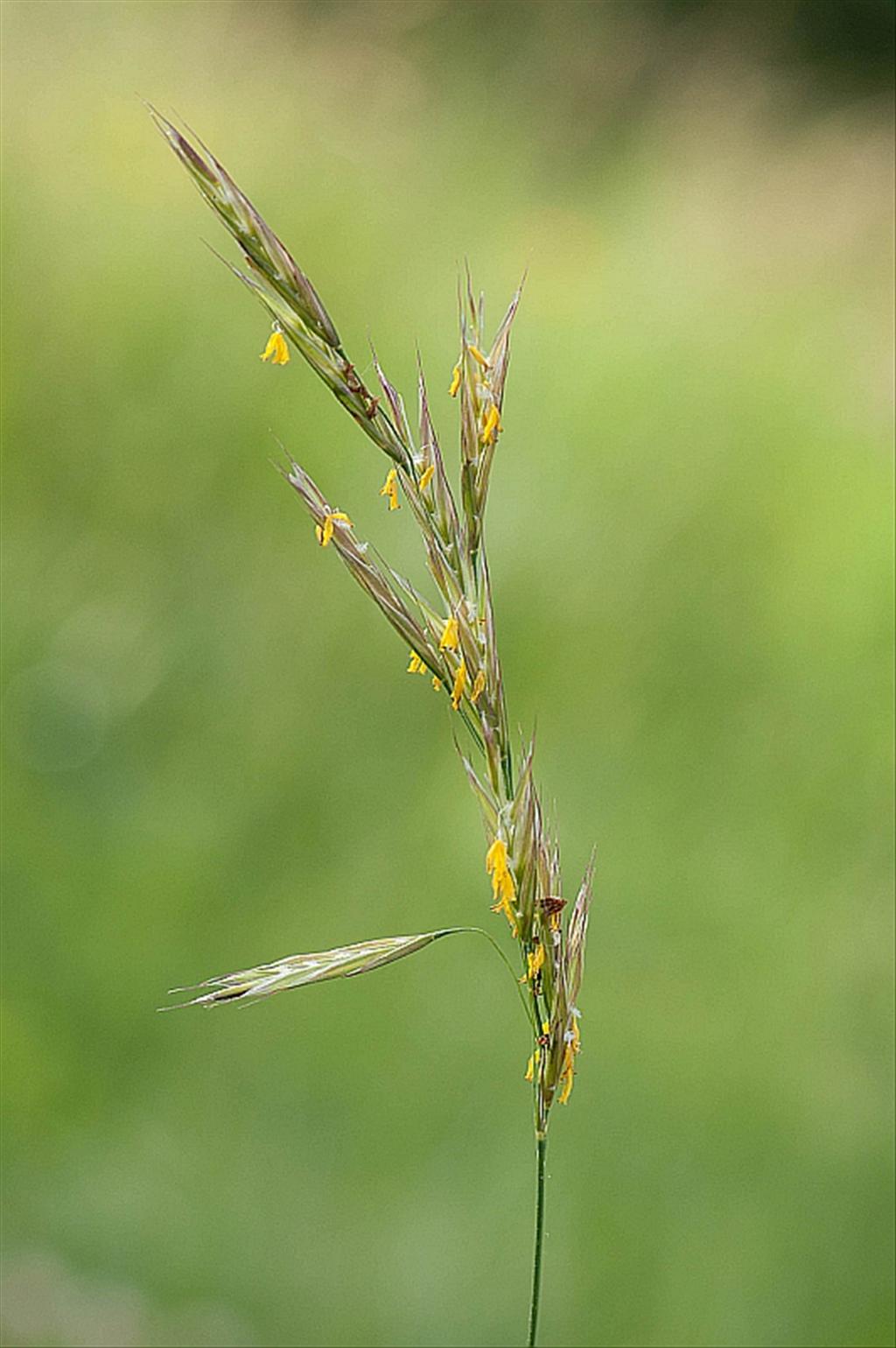 Bromopsis erecta (door Wijnand van Buuren)