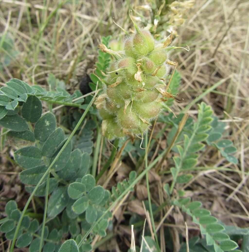 Astragalus cicer (door Mathieu Groeneveld)