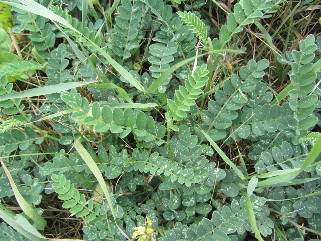 Astragalus cicer (door Mathieu Groeneveld)