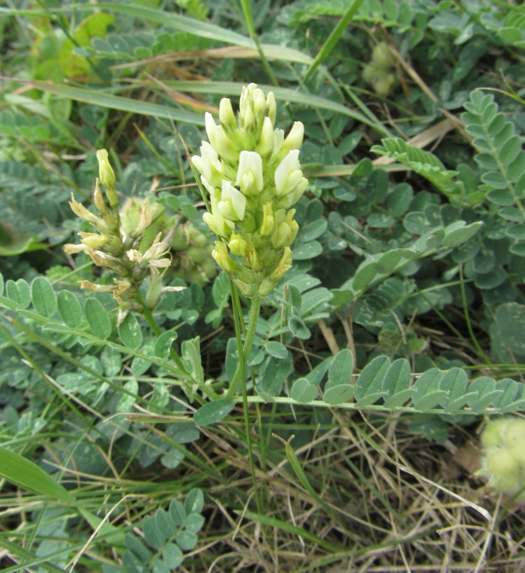 Astragalus cicer (door Mathieu Groeneveld)