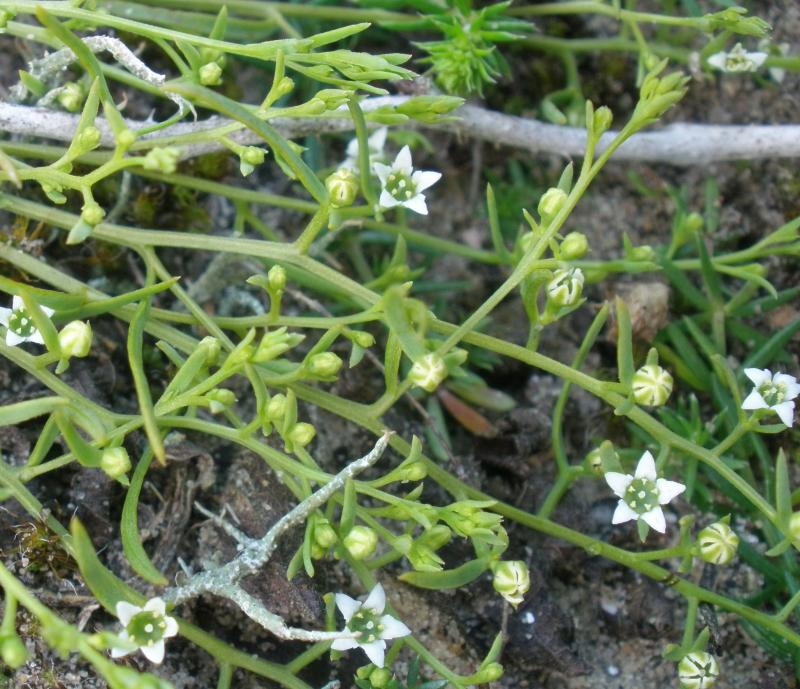 Thesium humifusum (door Maarten Langbroek)