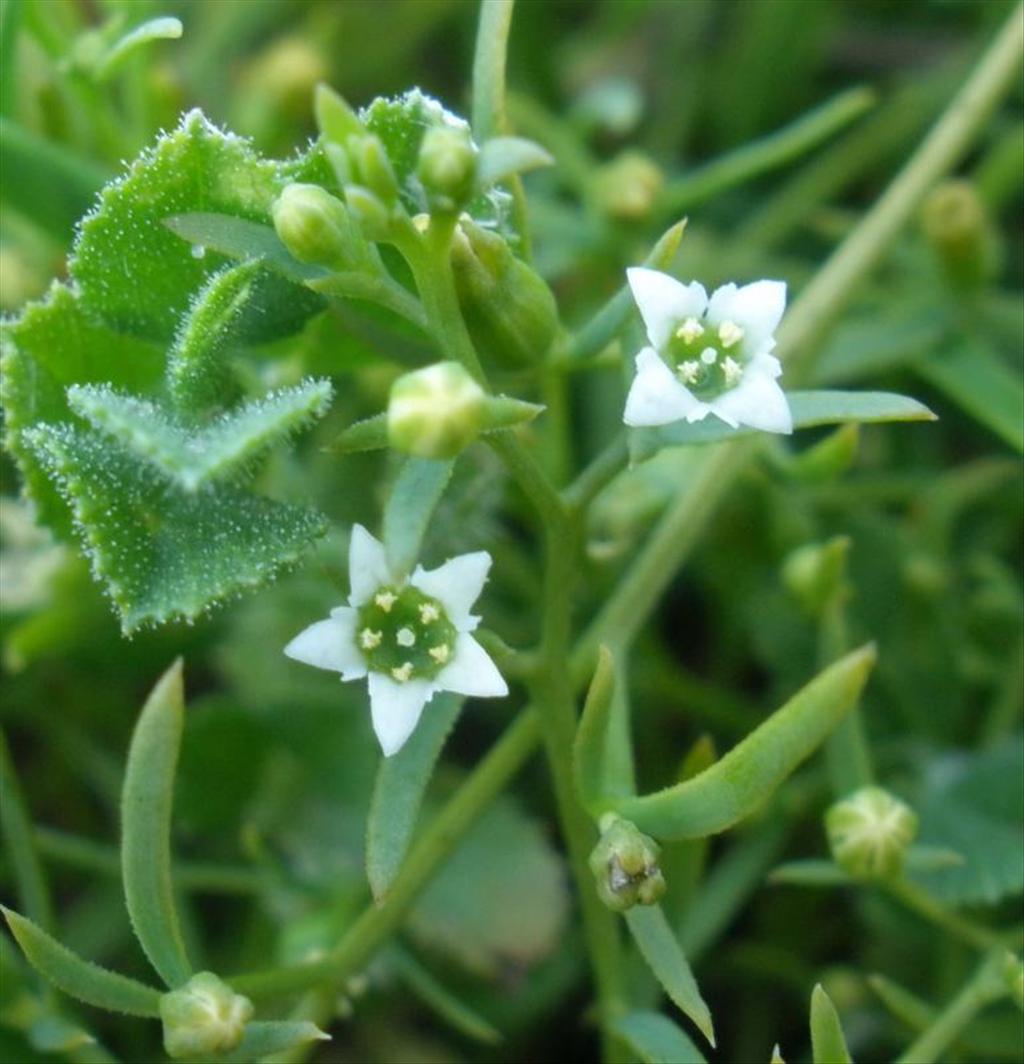 Thesium humifusum (door Maarten Langbroek)