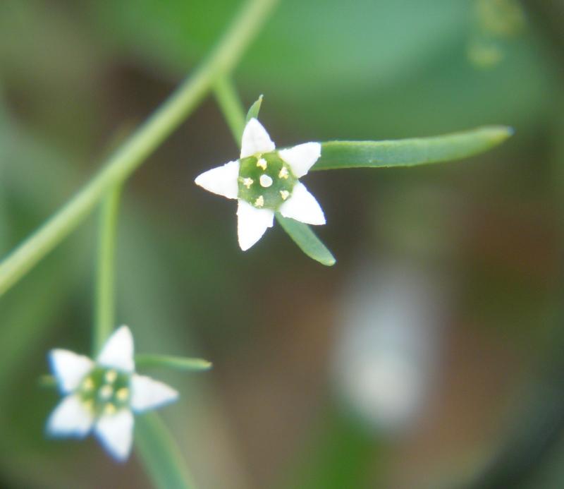 Thesium humifusum (door Maarten Langbroek)