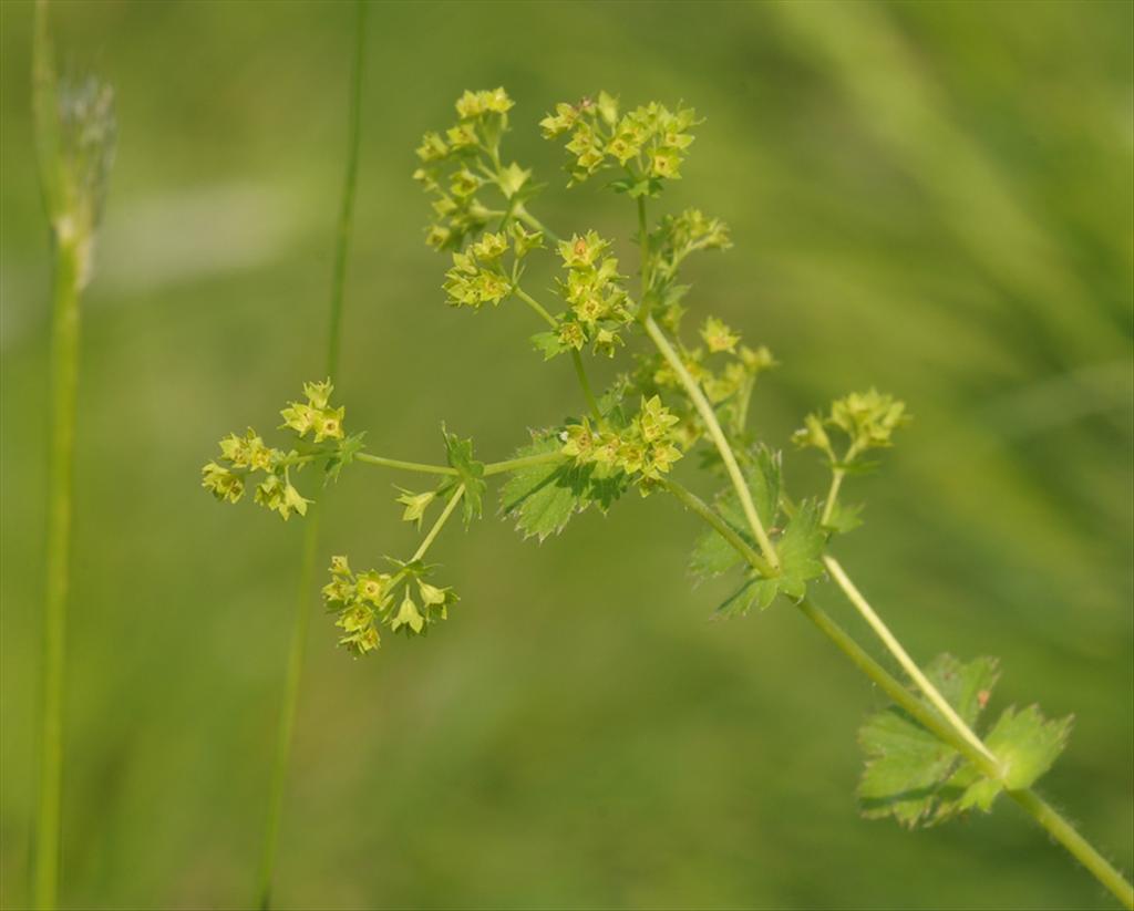 Alchemilla monticola (door Theo Muusse)