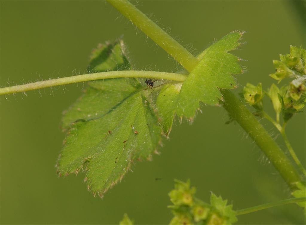 Alchemilla monticola (door Theo Muusse)