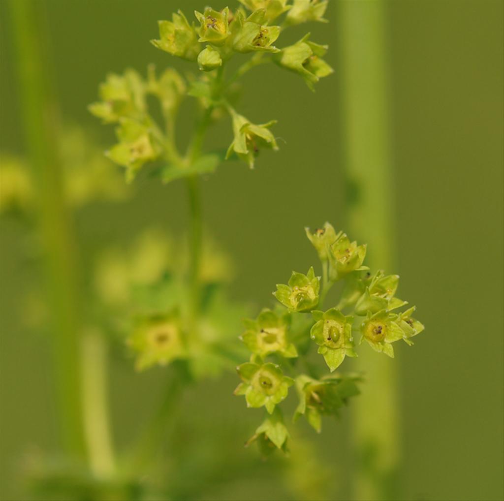 Alchemilla monticola (door Theo Muusse)