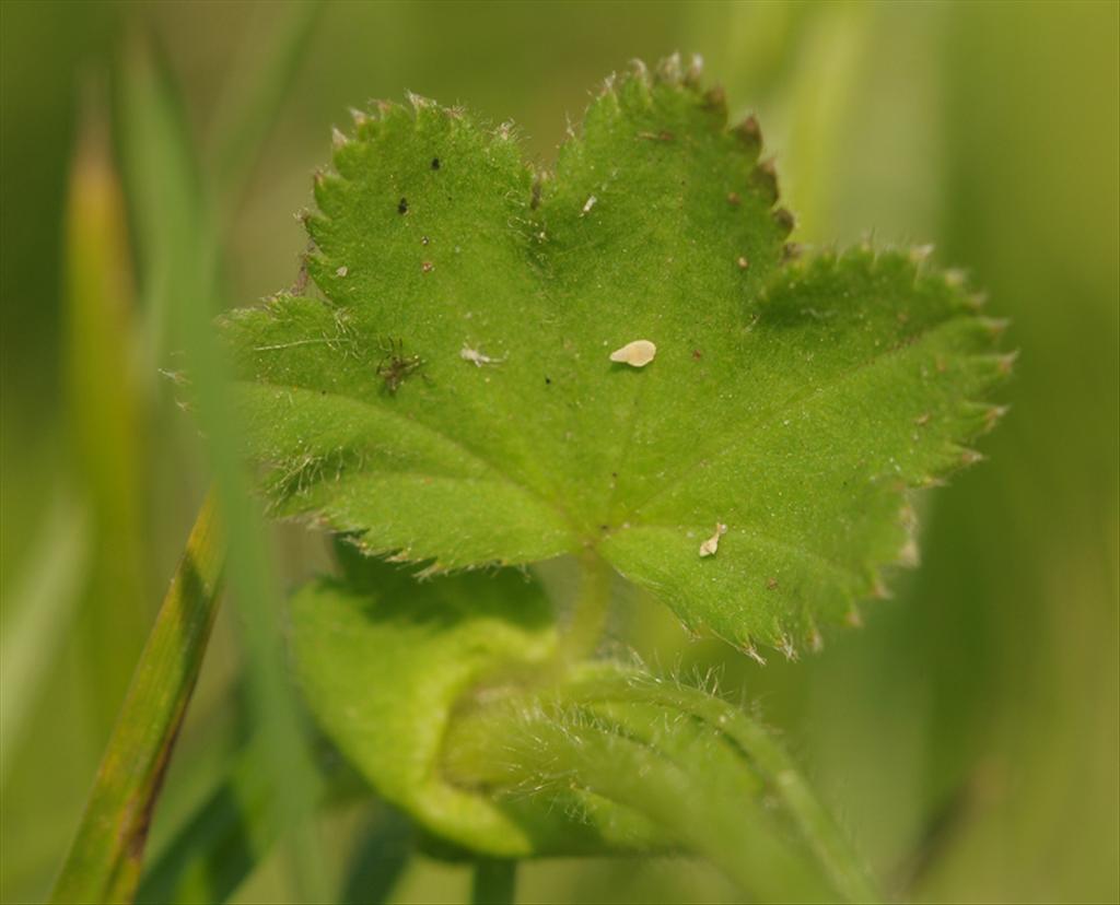 Alchemilla monticola (door Theo Muusse)