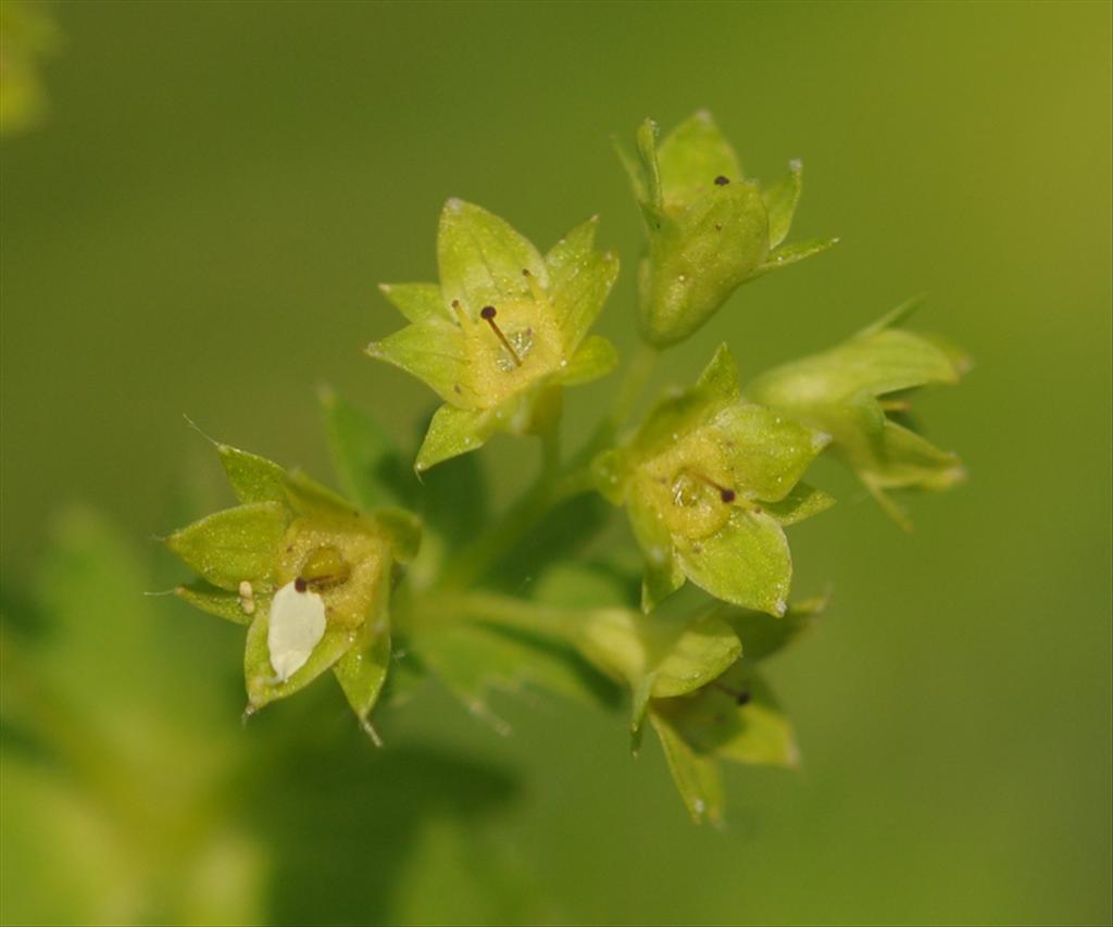 Alchemilla monticola (door Theo Muusse)