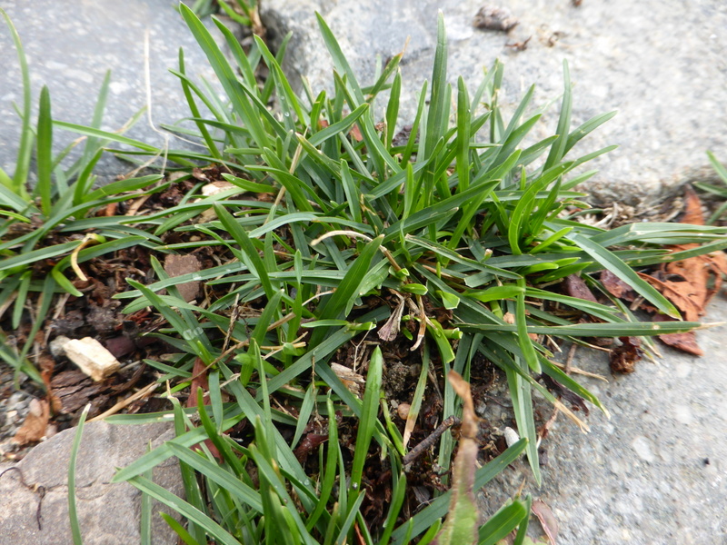 Poa pratensis subsp. irrigata (door Grada Menting)