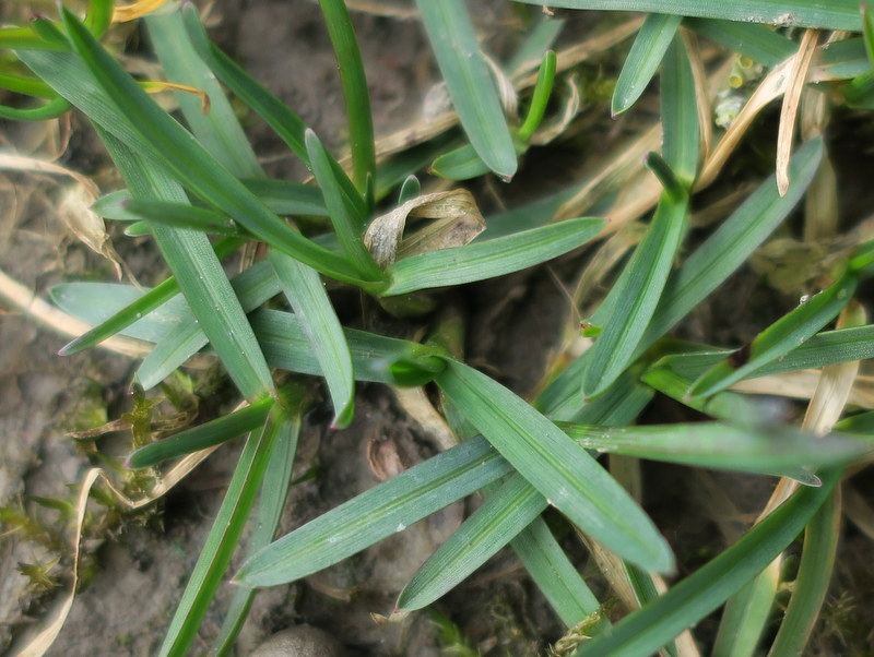 Poa pratensis subsp. irrigata (door Grada Menting)