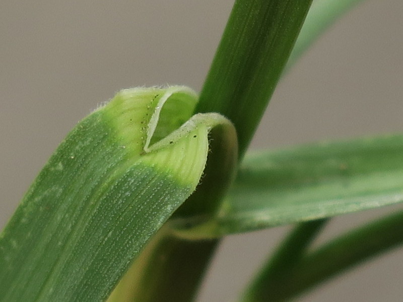 Poa pratensis subsp. irrigata (door Grada Menting)