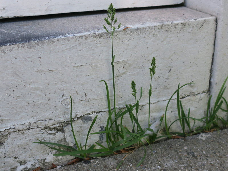 Poa pratensis subsp. irrigata (door Grada Menting)