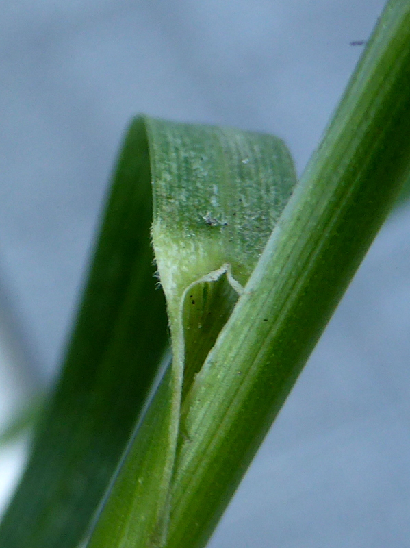 Poa pratensis subsp. irrigata (door Grada Menting)