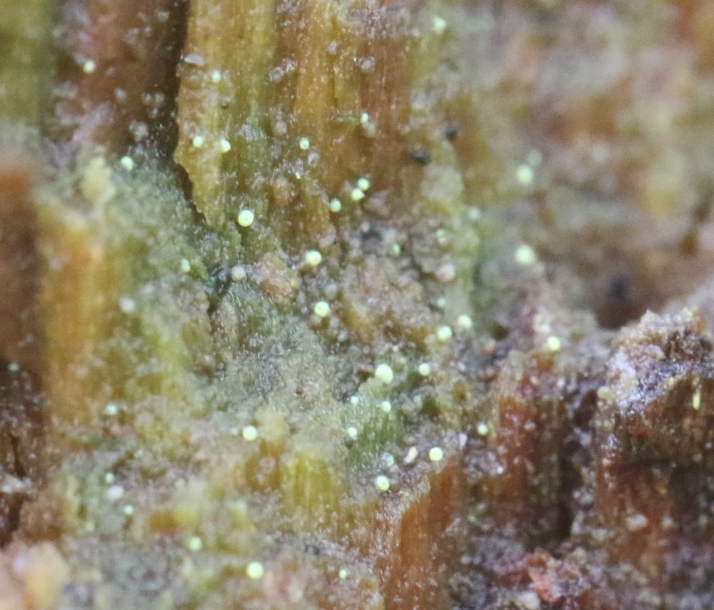 Thelocarpon olivaceum (door Ted Overmeer)