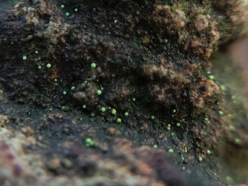 Thelocarpon olivaceum (door Harold Timans)