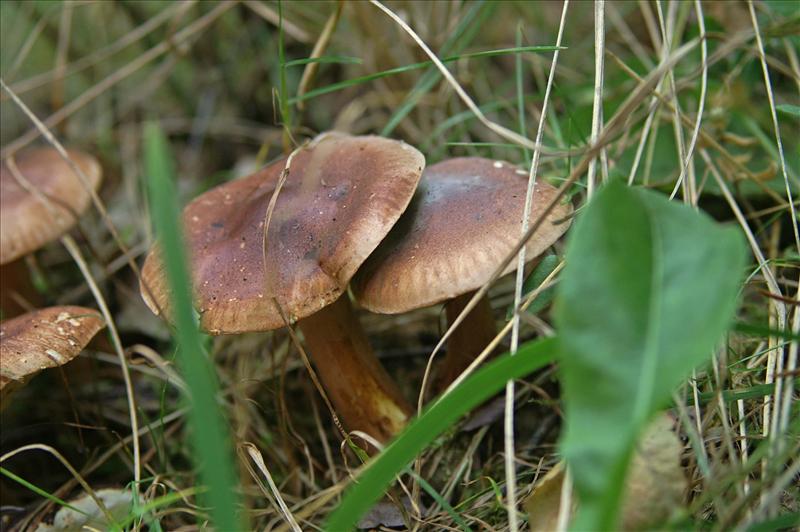 Tricholoma fulvum (door Hannie Wijers)