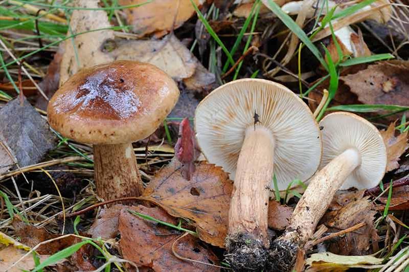 Tricholoma fulvum (door Kik van Boxtel)