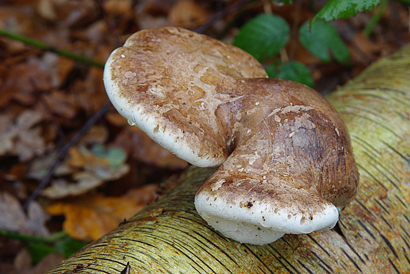 Piptoporus betulinus (door Hans Adema)