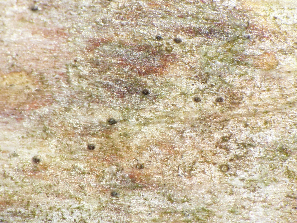 Leptorhaphis epidermidis (door Henk-Jan van der Kolk)