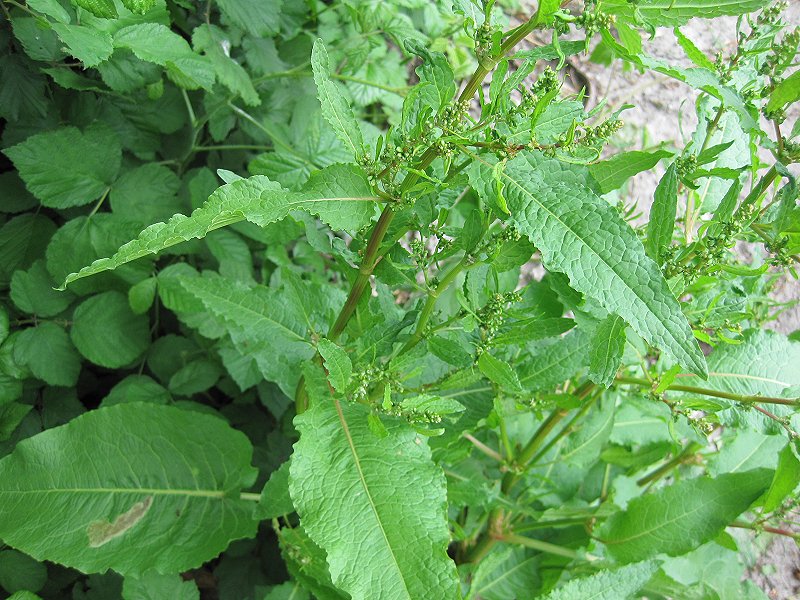 Rumex x pratensis (door Grada Menting)