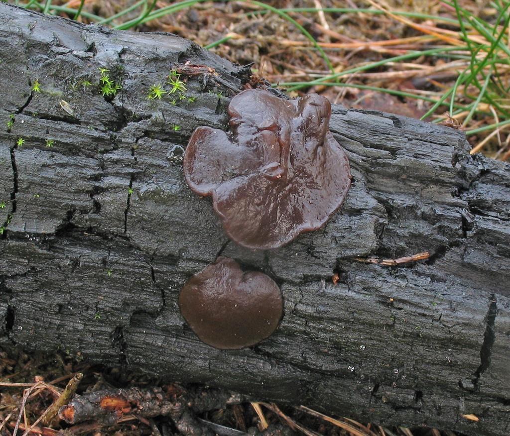 Plicaria endocarpoides (door Hannie Wijers)