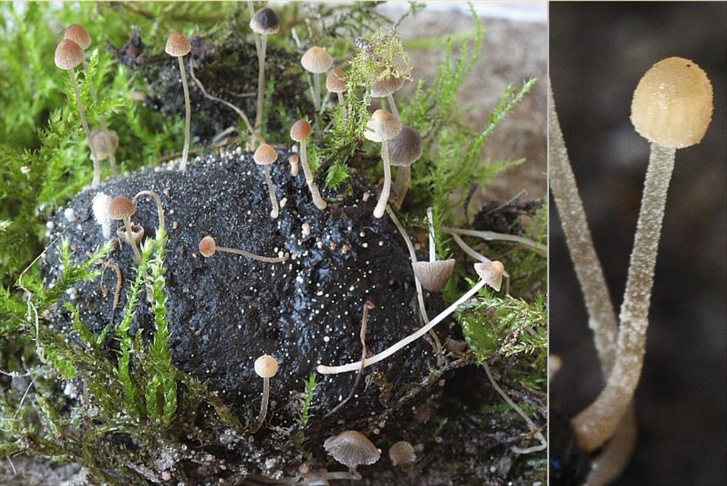Psathyrella tenuicula (door Menno Boomsluiter)