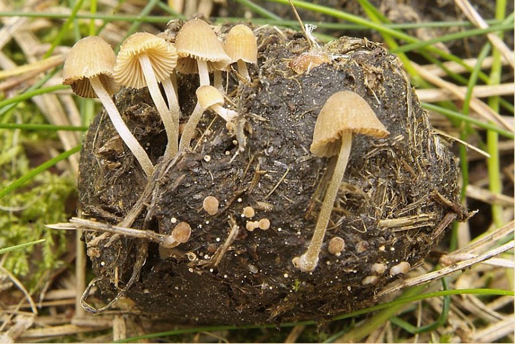 Psathyrella tenuicula (door Marjon van der Vegte)