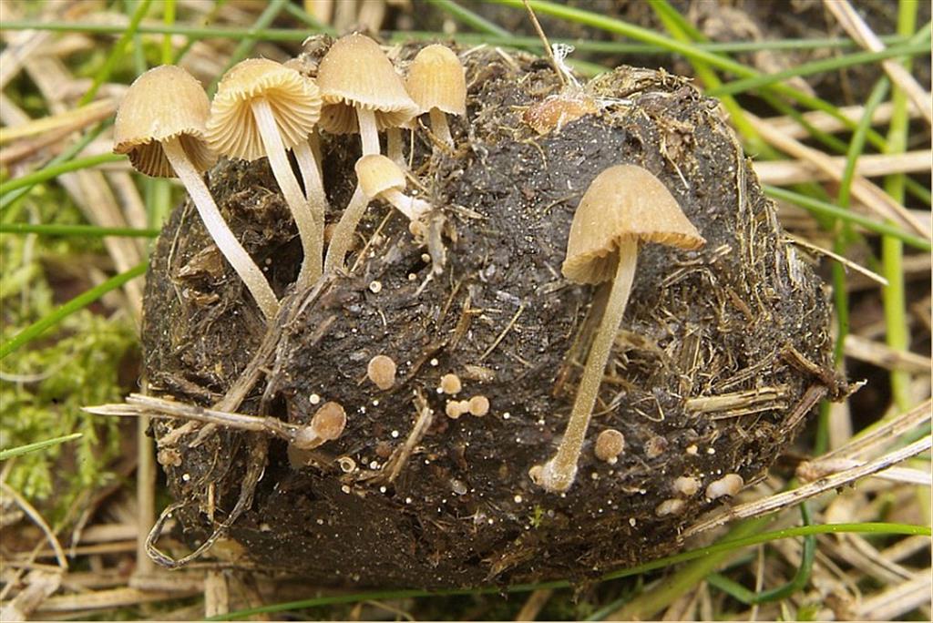 Psathyrella berolinensis (door Marjon van der Vegte)