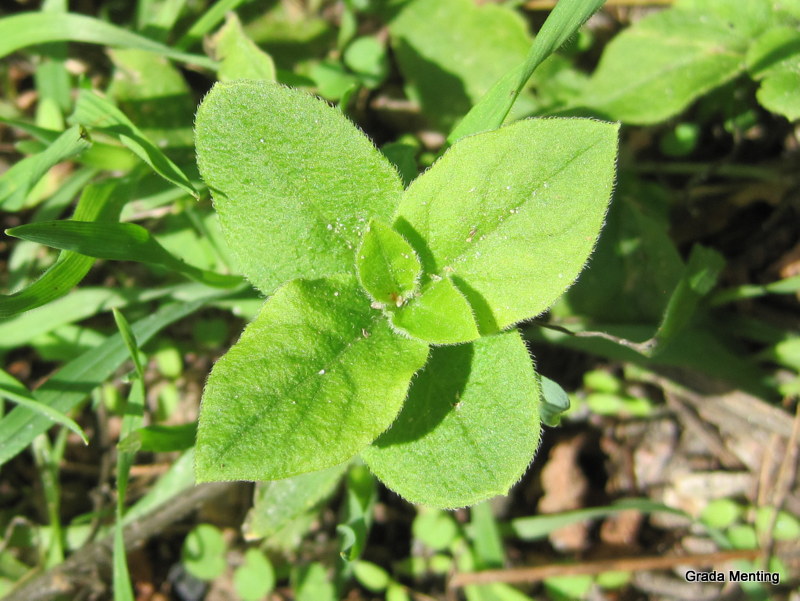 Silene baccifera (door Grada Menting)