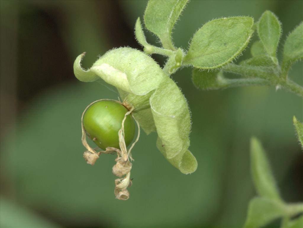 Silene baccifera (door Peter Hegi)