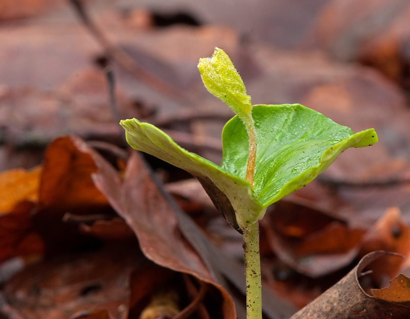 Fagus sylvatica (door Wijnand van Buuren)